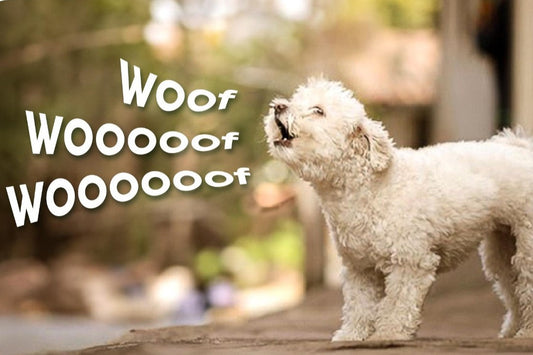 A white dog on a street with the phrase "woof woof woof" displayed, representing common behavioural problems in dogs with solutions by Venttura Bioceuticals