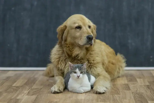 A dog and cat sit side by side on the floor, showcasing their companionship and harmony in a cozy environment. Why Omega-3 Fatty Acids Are Essential for Your Pet’s Health by venttua bioceuticals