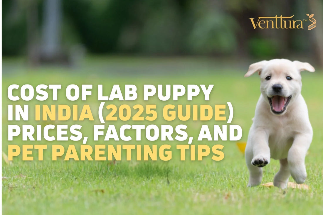 Cost of Lab Puppy in India (2025 Guide) – A happy Labrador puppy running on grass, featured in a blog about Labrador prices, pet parenting, and care tips.