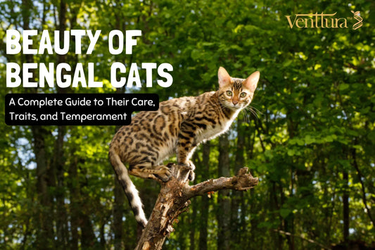 Close-up of a Bengal cat with rosette-patterned coat and green eyes sitting indoors by venttura bioceuticals