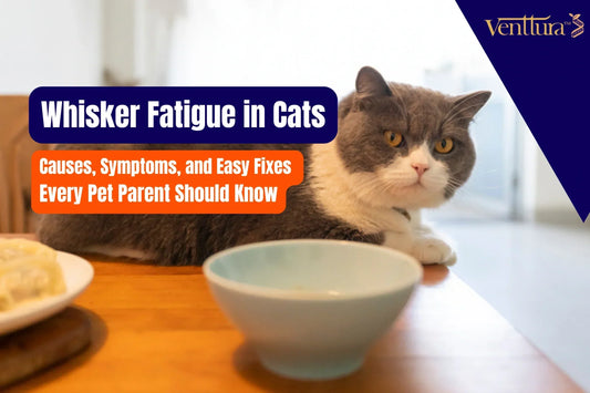 Gray and white cat sitting beside a blue bowl, highlighting feeding habits and prevention of whisker fatigue in cats by venttura bioceuticals
