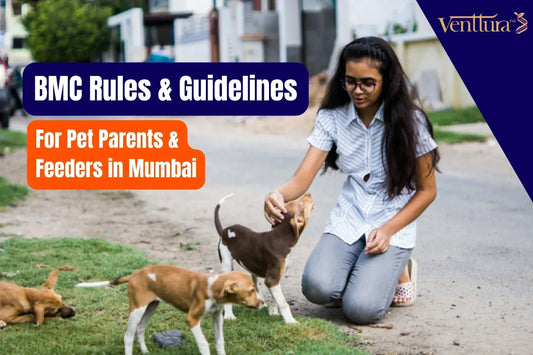 Girl feeding stray dogs in Mumbai – BMC rules and guidelines for pet parents and feeders – Venttura Bioceuticals