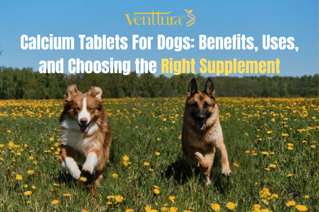 Two healthy dogs running in a field, representing strong bones and vitality supported by calcium tablets for dogs – Venttura Calci+ Pro supplement.