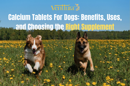 Two healthy dogs running in a field, representing strong bones and vitality supported by calcium tablets for dogs – Venttura Calci+ Pro supplement.