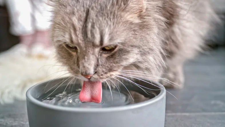 A close-up of a gray cat drinking from a gray bowl, its tongue extended into the water, with blurred background details. cat not drinking water blog by venttura bioceuticals