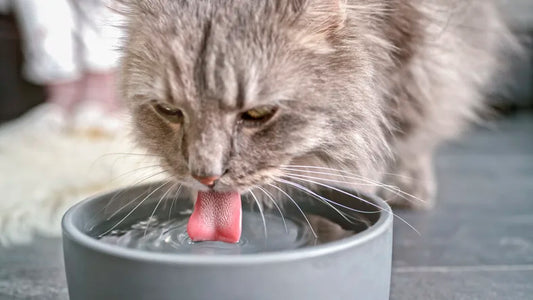 A close-up of a gray cat drinking from a gray bowl, its tongue extended into the water, with blurred background details. cat not drinking water blog by venttura bioceuticals