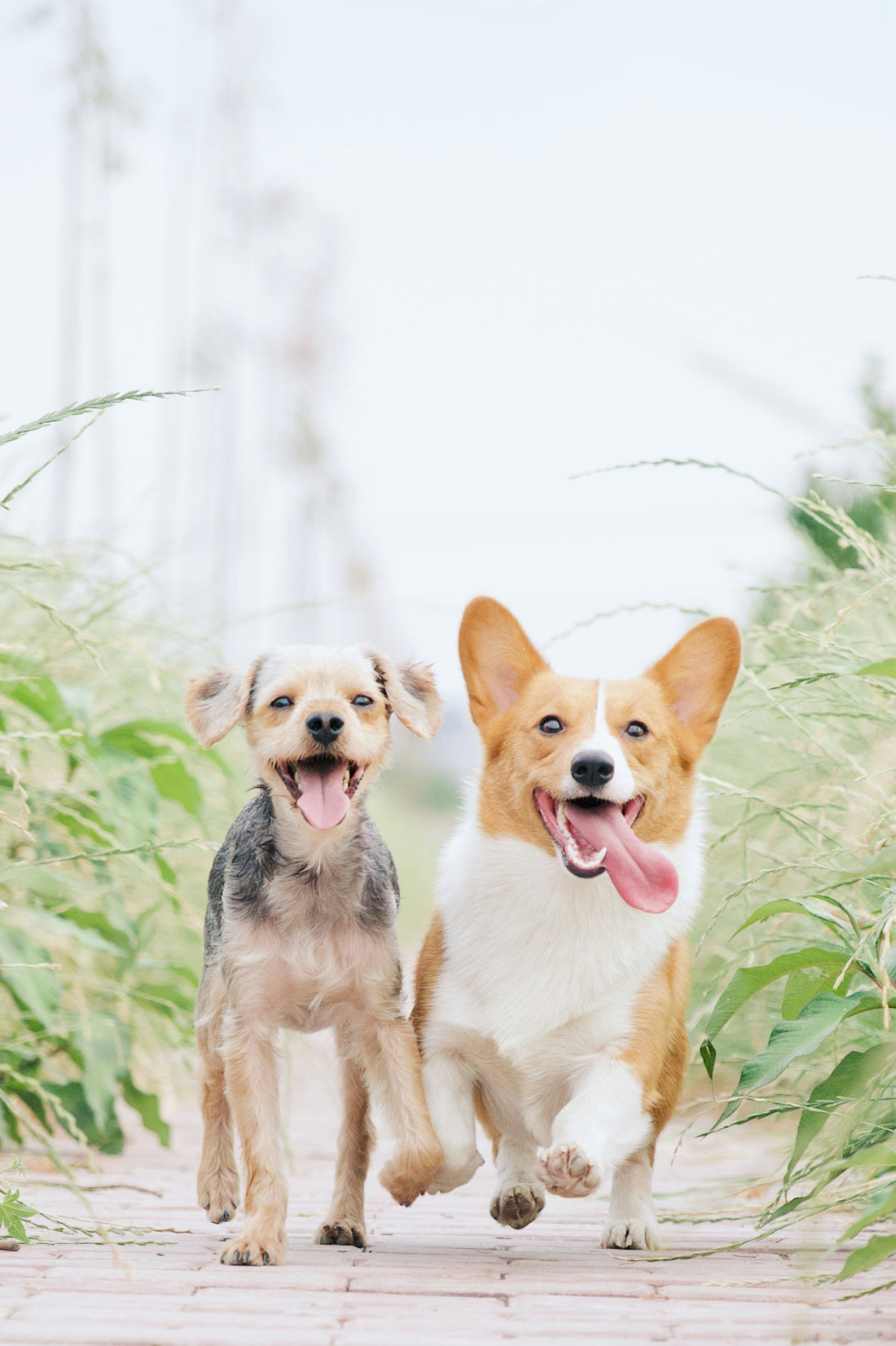 Two dogs joyfully running on a grassy path, embodying vitality and the importance of exercise for their health. by Venttura Bioceuticals