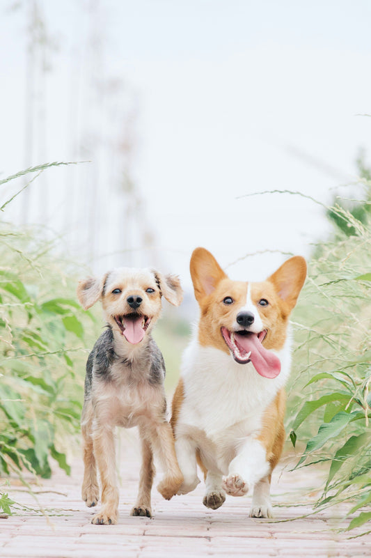 Two dogs joyfully running on a grassy path, embodying vitality and the importance of exercise for their health. by Venttura Bioceuticals