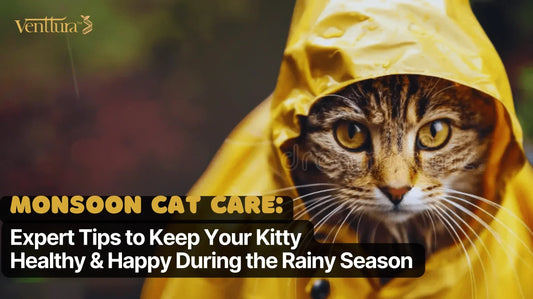 Cat wearing a yellow raincoat during rainfall – monsoon cat care hero image