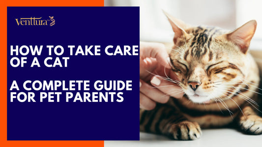 Guide on cat care, featuring tips on feeding, grooming, and health maintenance for a happy feline companion. - How to take care of a cat