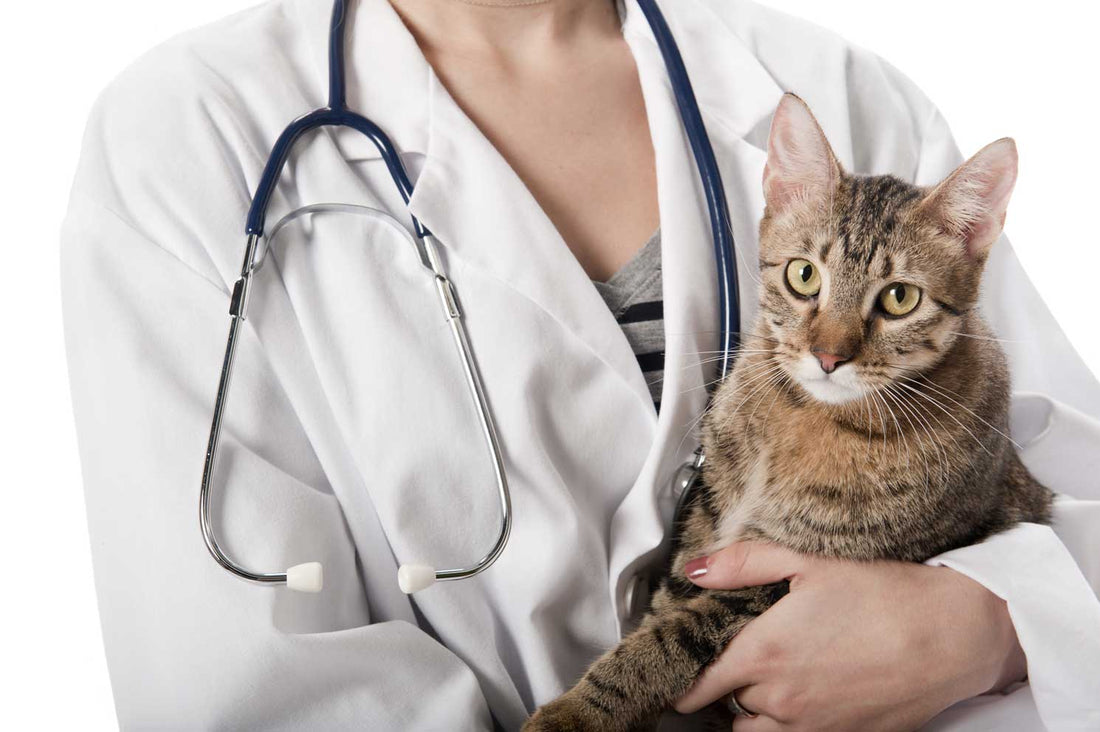 A woman doctor in a white coat with a cat, representing the focus on feline health challenges discussed in a blog by Venttura Bioceuticals.