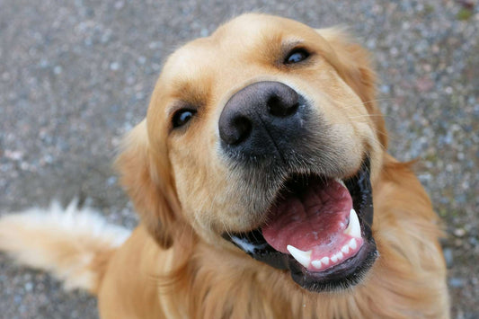 Should you Spay or Neuter your Dog?