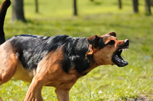 Aggressive Behavior in Dogs: Causes, Training, and Solutions