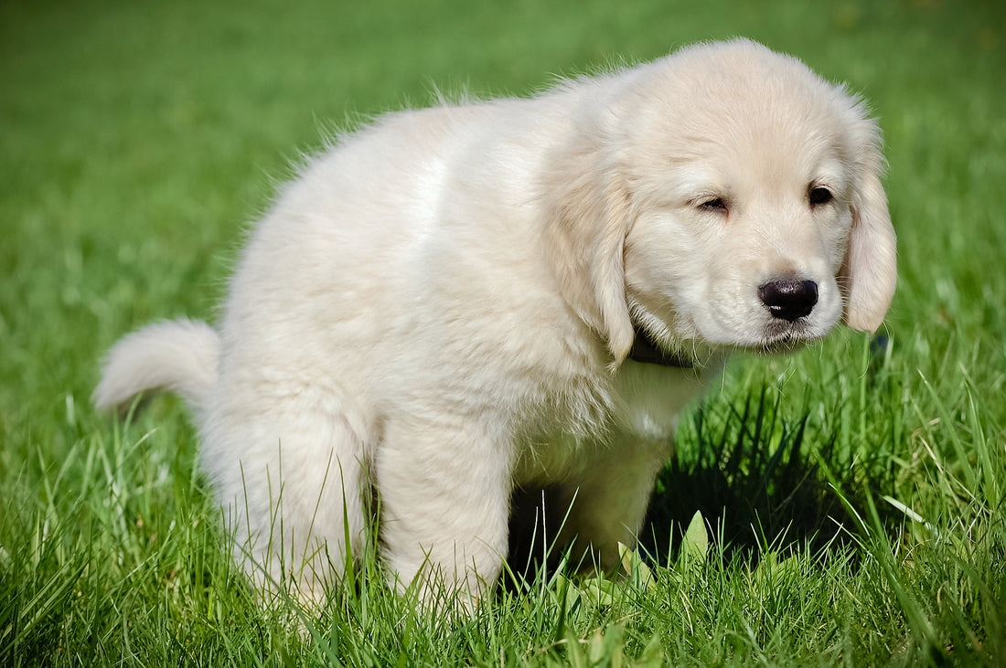 A small white puppy stands in the grass, representing the joy and challenges of housebreaking and training your new pet. Toilet Training for your dog or Puppyby Venttura Bioceuticals