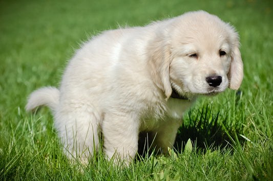 A small white puppy stands in the grass, representing the joy and challenges of housebreaking and training your new pet. Toilet Training for your dog or Puppyby Venttura Bioceuticals