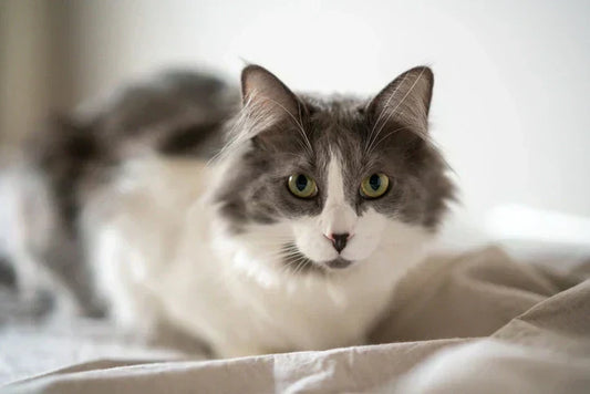A gray and white cat resting on a bed, indicating comfort and tranquility through its body language. understanding cat body language