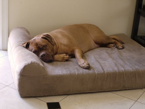 A large dog comfortably resting on a spacious dog bed, embodying relaxation and contentment. Venttura Bioceuticals