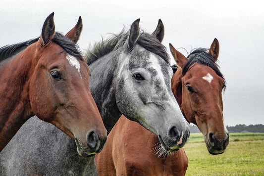 Three horses stand peacefully in a field, symbolizing the importance of equine health and disease prevention. by Venttura Bioceuticals