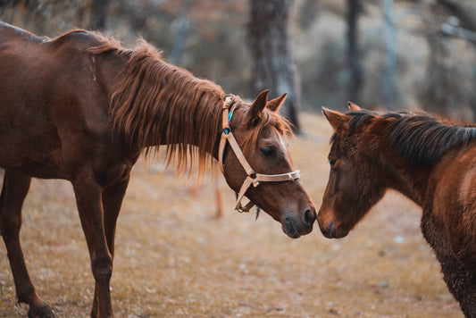 Two horses standing side by side, symbolizing companionship and the importance of equine health awareness. by Venttura Bioceuticals