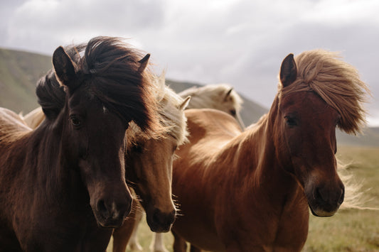 Three horses stand peacefully in a field, symbolizing the importance of equine health and colic prevention Horse Colic Prevention and Management by Venttura Bioceuticals
