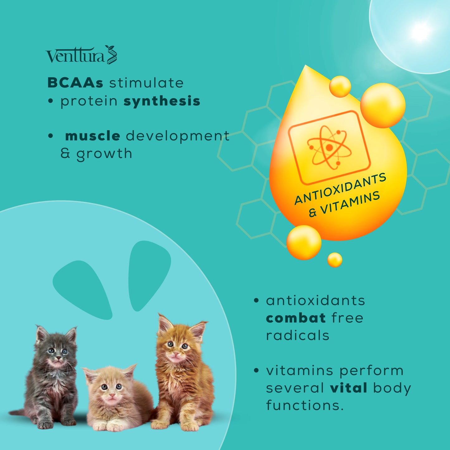 Venttura Amino+ Cat supplement bottle surrounded by its benefits, featuring growth and development support, improved skin and coat health, and essential amino acids for cats
