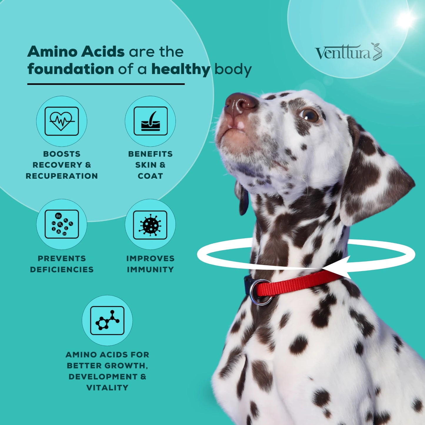 amino+ supplement for dog is unique
only supplement with all 10 essential amino acids
Branch chain amino acids (BCAA's) for muscle support
Betaine, Choline, Inositol & Vitamins for added benefits
Grape seed extract for antioxidant support