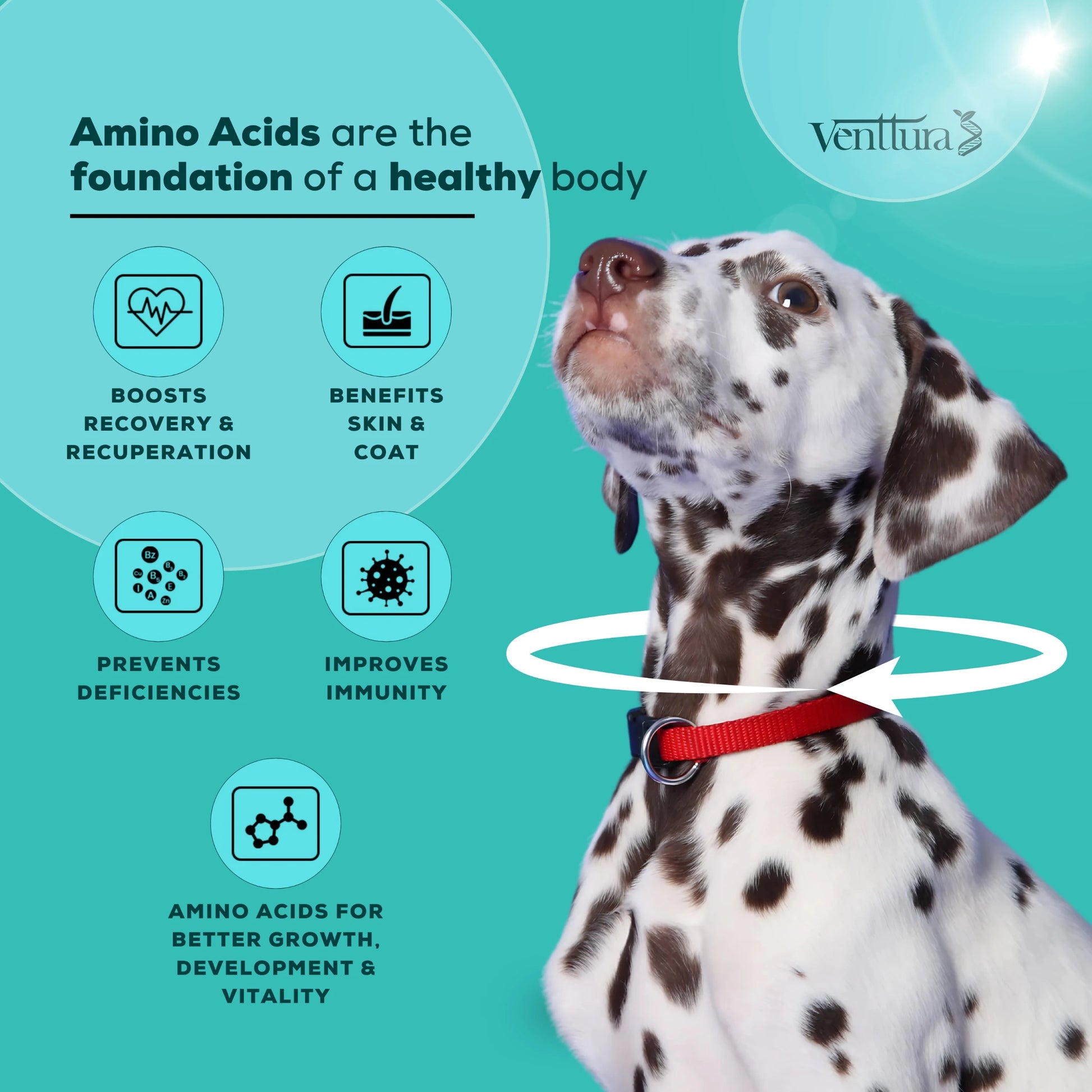 amino+ supplement for dog is unique 
only supplement with all 10 essential amino acids 
Branch chain amino acids (BCAA's) for muscle support 
Betaine, Choline, Inositol & Vitamins for added benefits 
Grape seed extract for antioxidant support