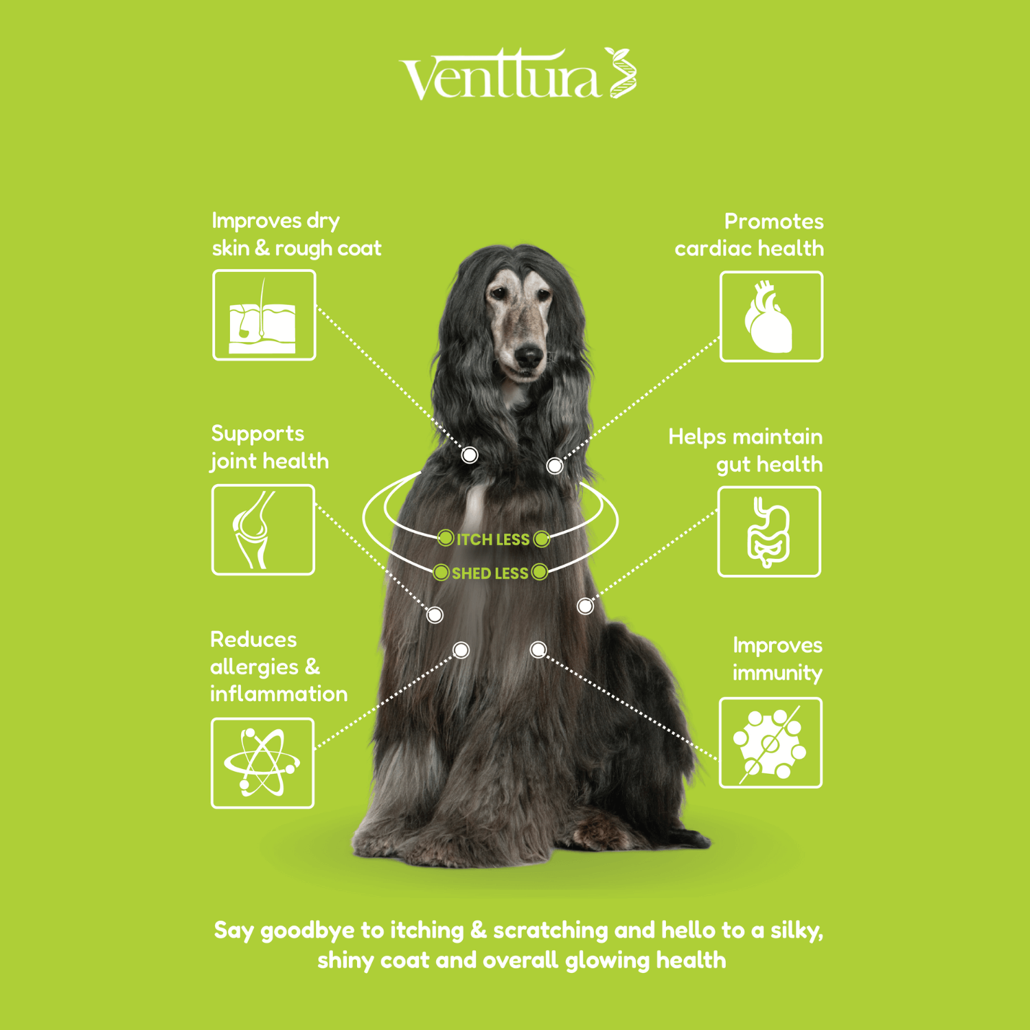A shiny dog sitting with Omega+ benefits overlay by Venttura Bioceuticals - promotes healthy skin and coat.