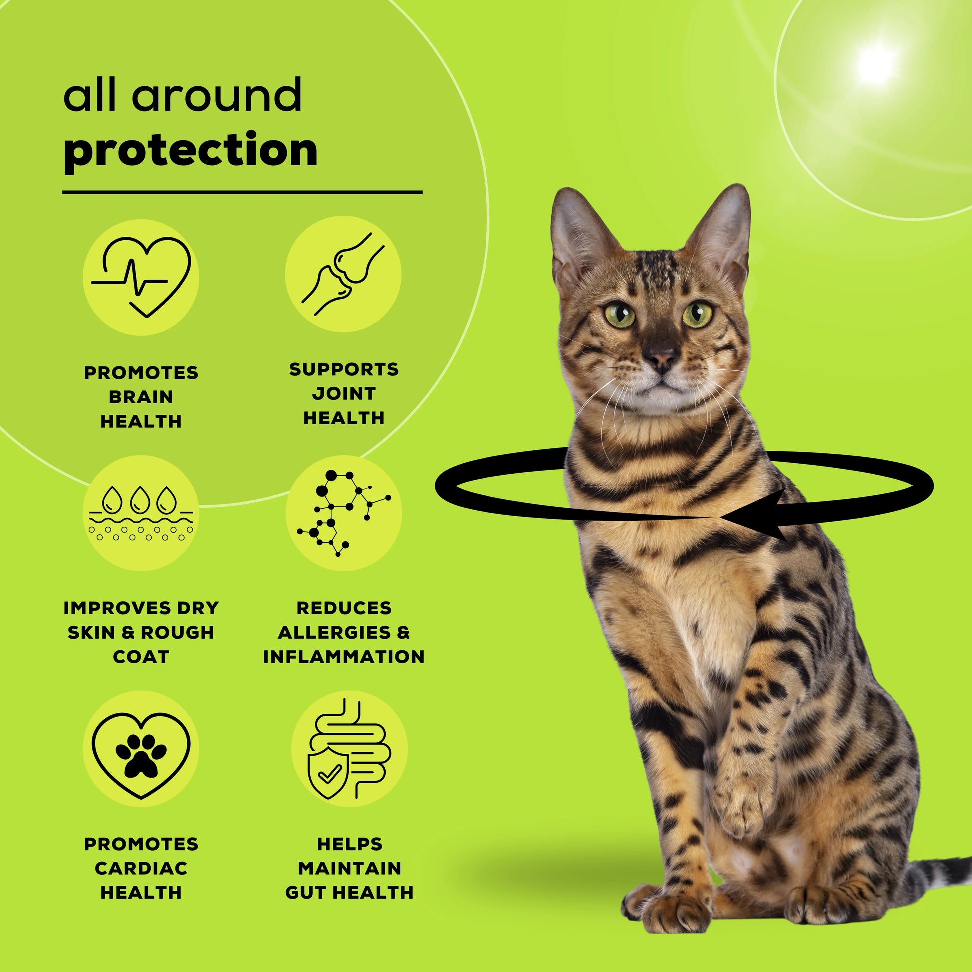 A Persian cat sitting gracefully with an overlay showcasing the benefits of Omega+ Cat supplement, including skin, coat, and joint health support