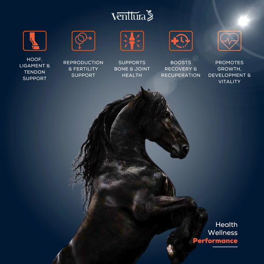 EQUIhance+ horse supplement boosts better growth, enhances muscle mass development, and improves overall performance in horses