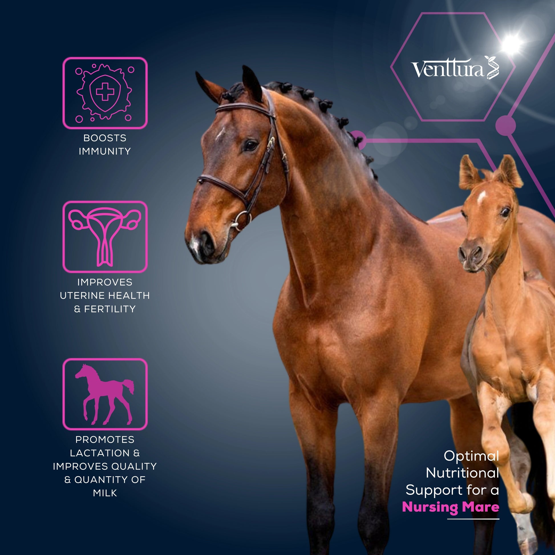 EQUIlac+ supplement supports nursing mares by increasing milk quantity, improving uterine health, and enhancing overall lactation.