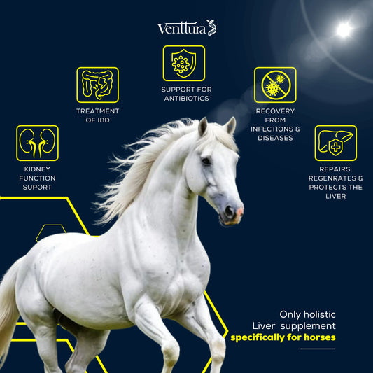 EQUIliv+ liver supplement for horses helps in liver repair, supports detoxification, and promotes digestive health for optimal well-being