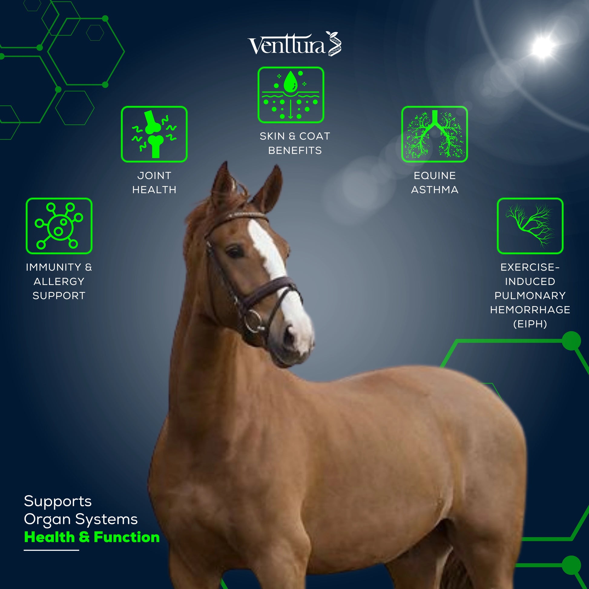 EQUImega+ supplement for horses by Venttura Biocueticals, surrounded by its benefits, including omega fatty acids for skin, coat, joint health, and immune support