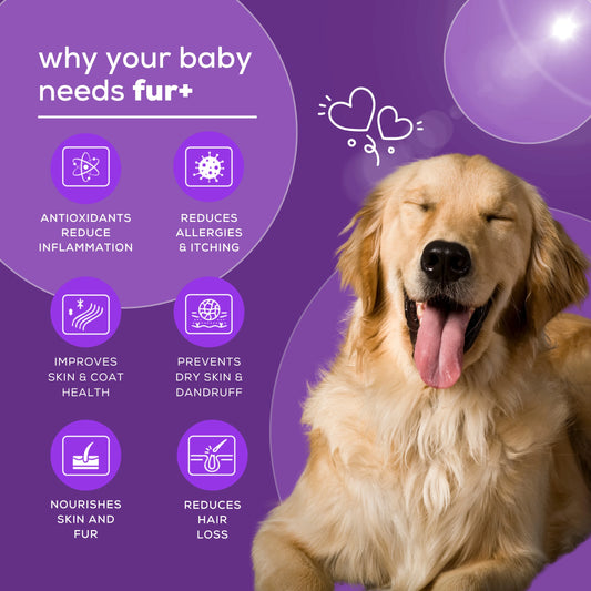Fur+ supplement for dogs by Venttura Bioceuticals, designed to promote healthy fur growth, improve coat condition, and reduce skin allergies, dryness, and shedding