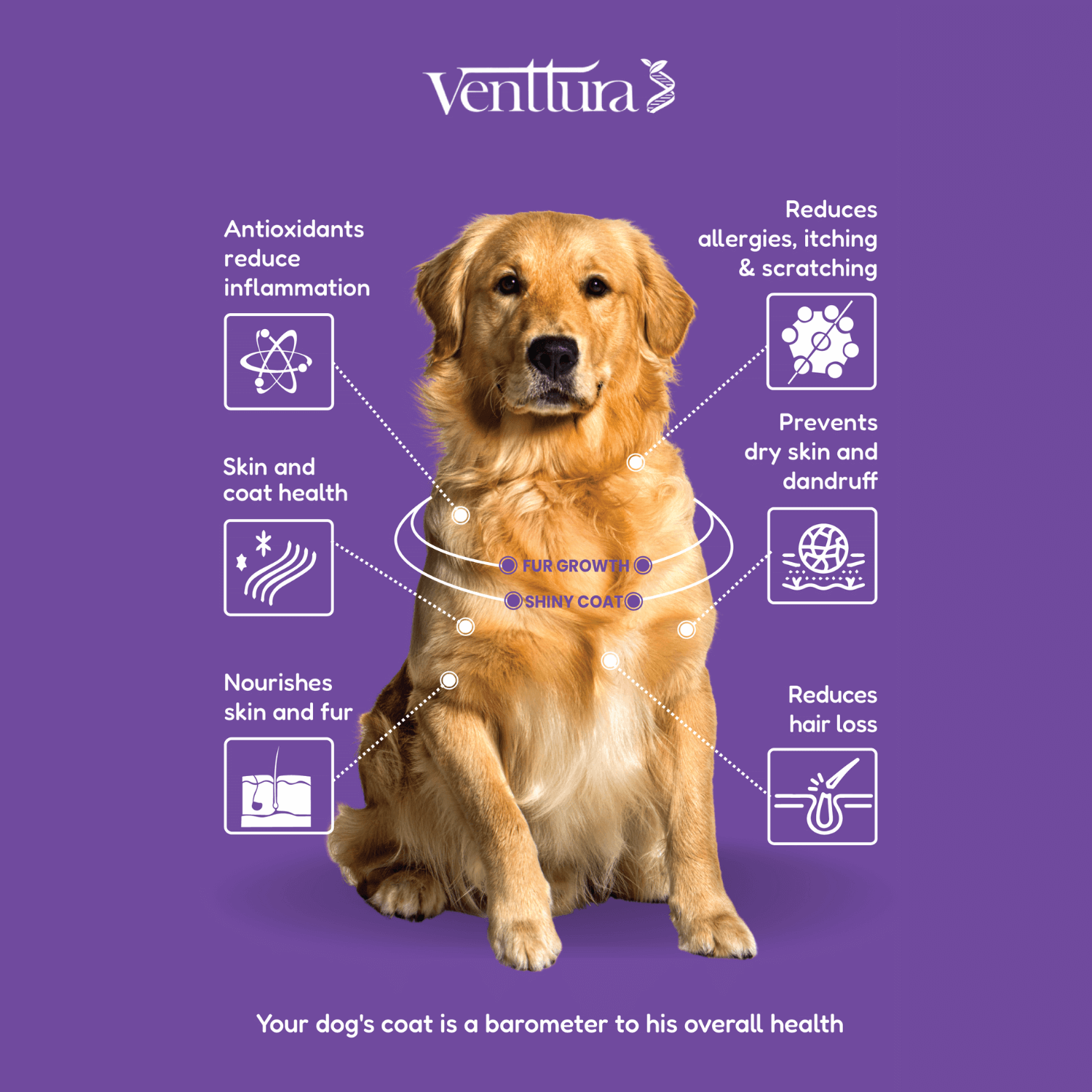 Dog sitting with overlay text highlighting the benefits of Fur+ supplement for dogs by Venttura Bioceuticals, including improved coat condition, healthy fur growth, and reduction of skin allergies and shedding