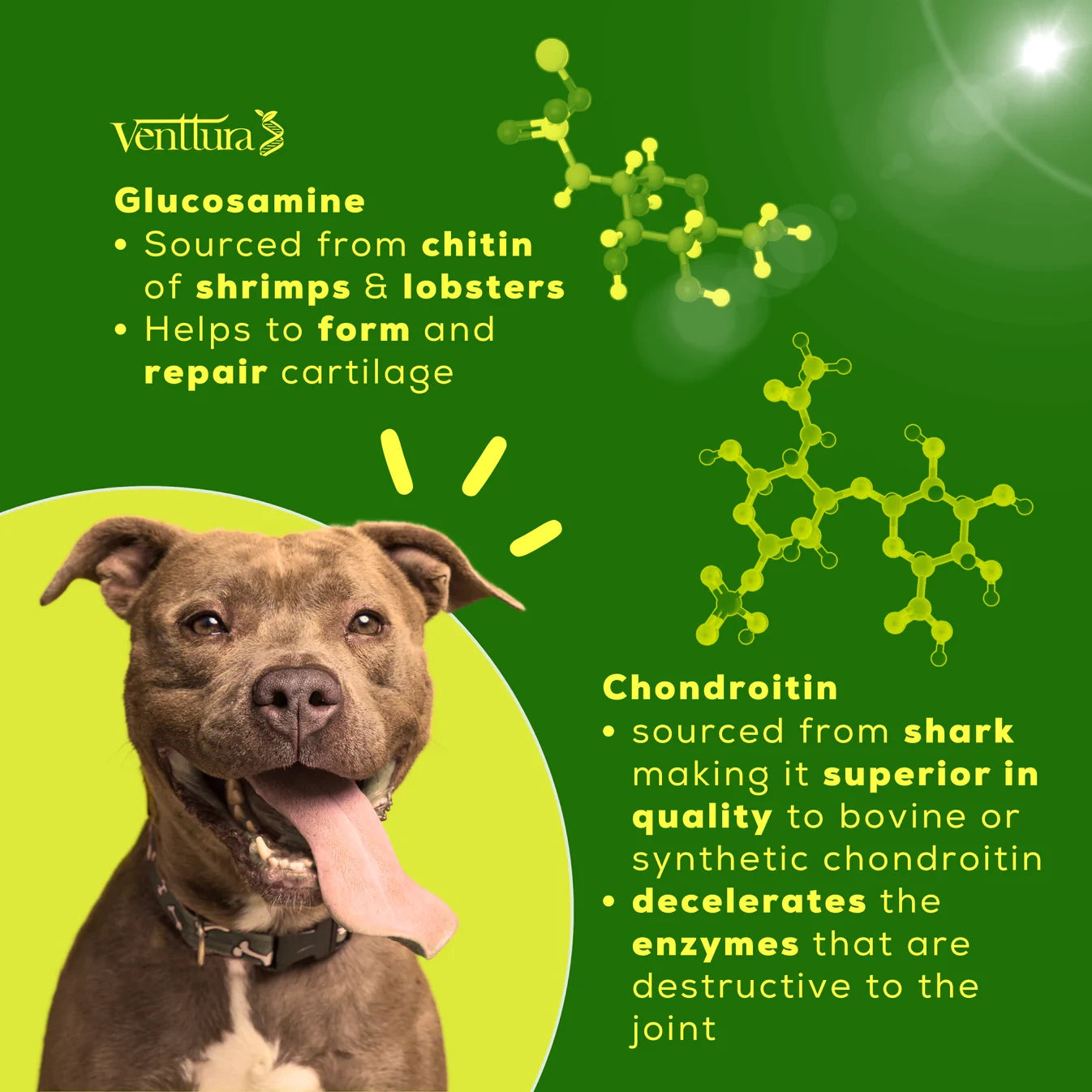 Pitbull dog sitting with overlay text highlighting the benefits of INhancer by Venttura Bioceuticals - helps manage arthritis, improves mobility, and supports joint repair in dogs