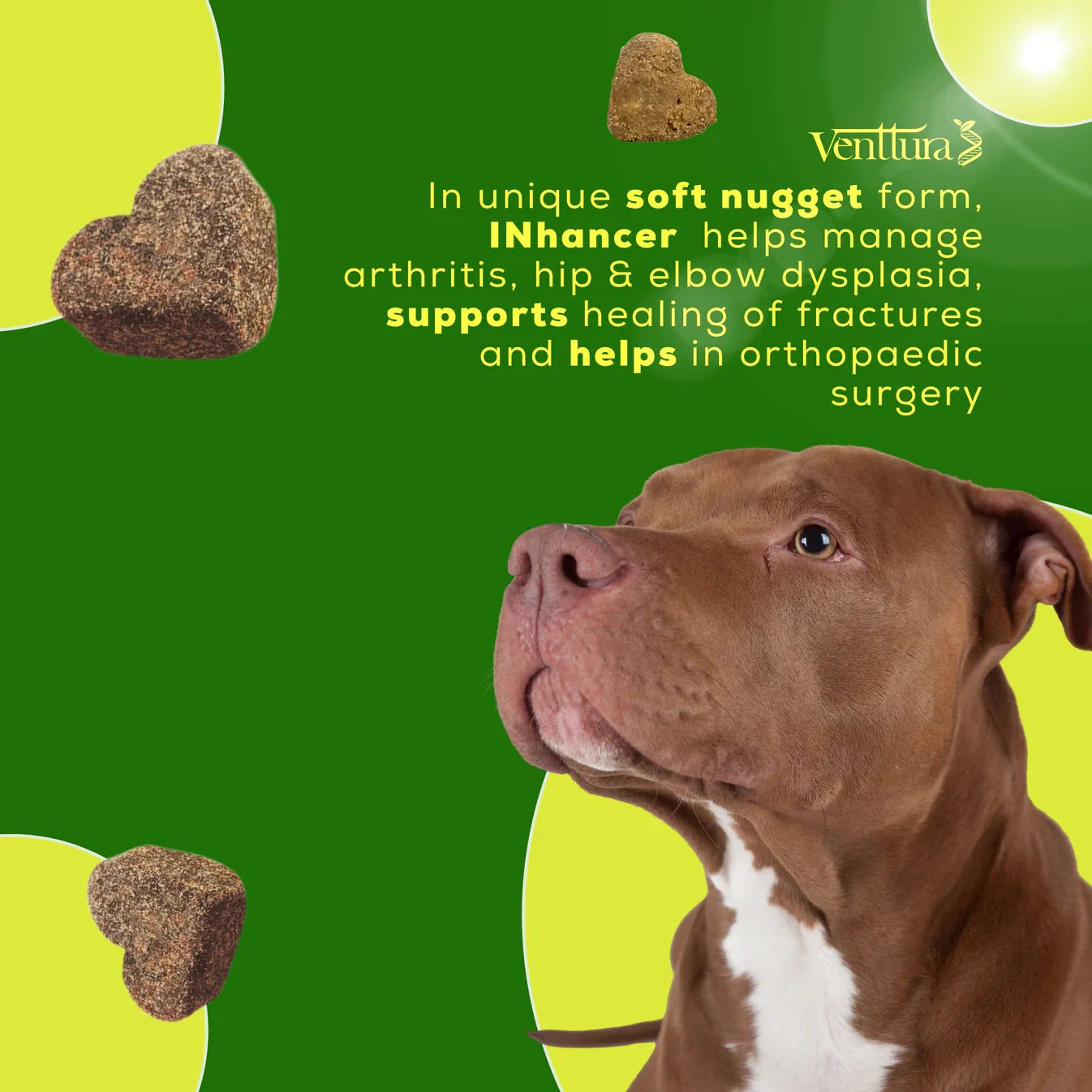Pitbull dog with Venttura INhancer joint supplement in soft nuggets form. Helps manage arthritis, hip and elbow dysplasia, supports fracture healing and orthopedic recovery.