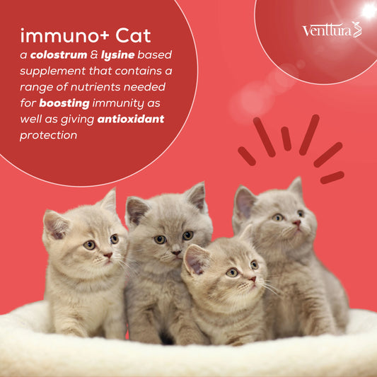 Immuno+ Cat supplement benefits include strengthening immunity, reducing anxiety, and providing allergy and antioxidant support for cat