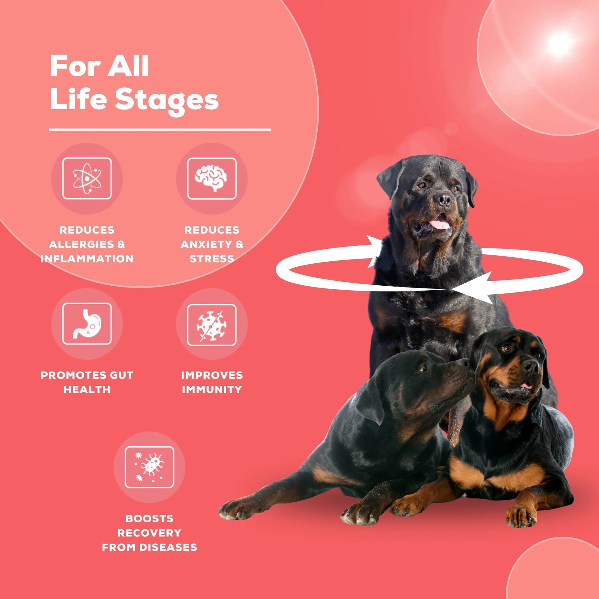 Immuno+ supplement image for dogs by Venttura Bioceuticals with overlay text highlighting benefits, including immune boosting, calming, and digestive health support.