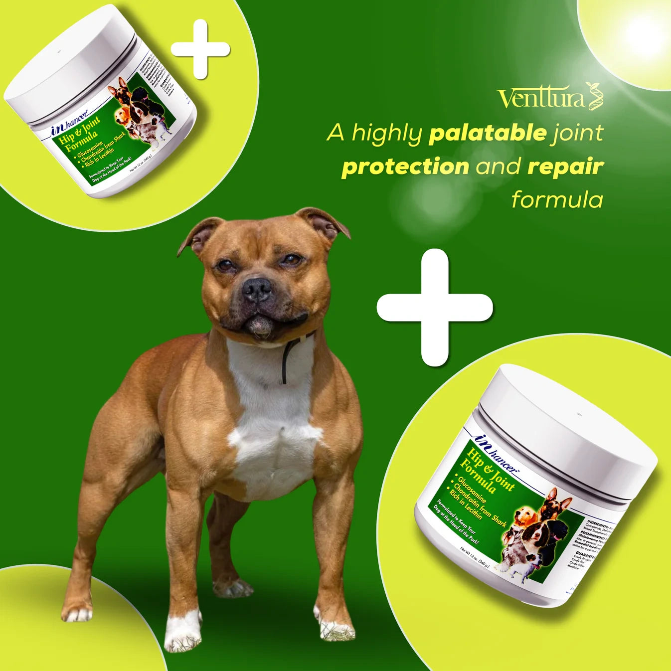 Venttura INhancer joint supplement for dogs shown with a Pitbull. A highly palatable joint protection and repair formula that supports mobility and cartilage health.
