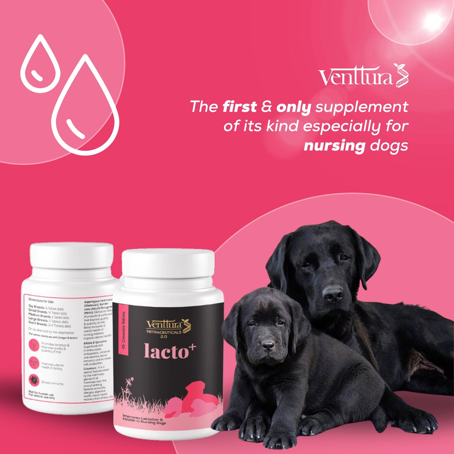 Lacto+ supplement for female dogs by Venttura Bioceuticals with overlay text highlighting benefits like improved milk quality, lactation support, and boosted immunity