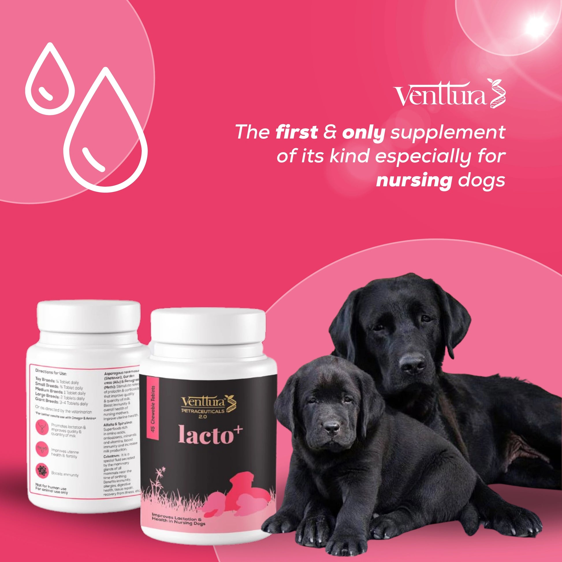 Lacto+ supplement for female dogs by Venttura Bioceuticals with overlay text highlighting benefits like improved milk quality, lactation support, and boosted immunity