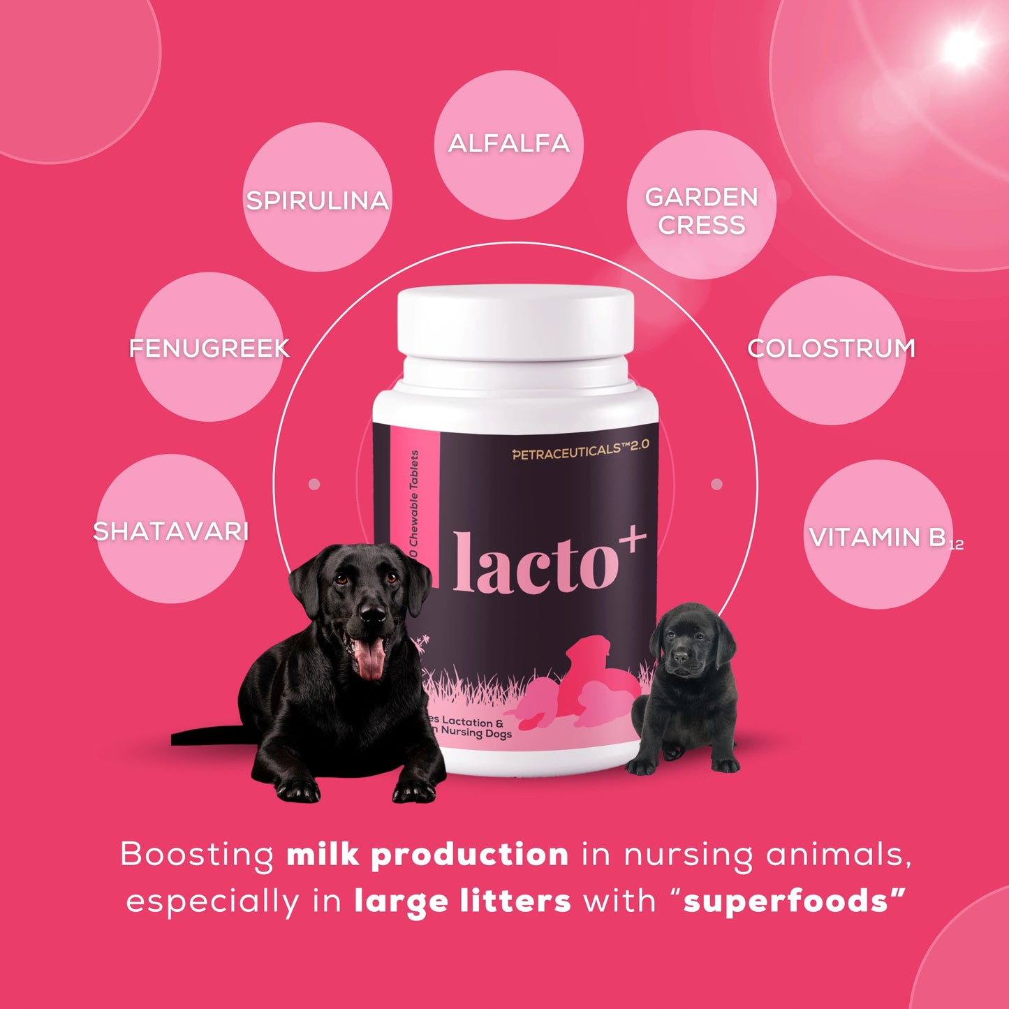 Lacto+ supplement by Venttura Bioceuticals - the first of its kind for female dogs with colostrum, spirulina, and alfalfa to promote lactation and enhance milk quality.