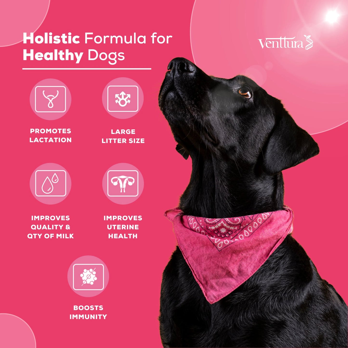 Lacto+ supplement for female dogs by Venttura Bioceuticals - supports nursing mothers by increasing milk quantity and improving uterine health
