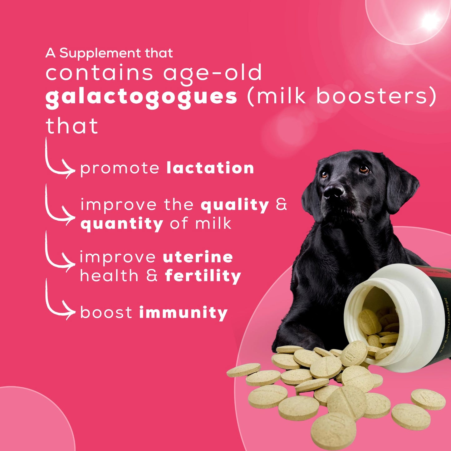 "A nursing mother dog with her puppy and overlay text highlighting the benefits of Lacto+ supplement by Venttura Bioceuticals - promotes lactation, boosts immunity, and nourishes both mother and pups.