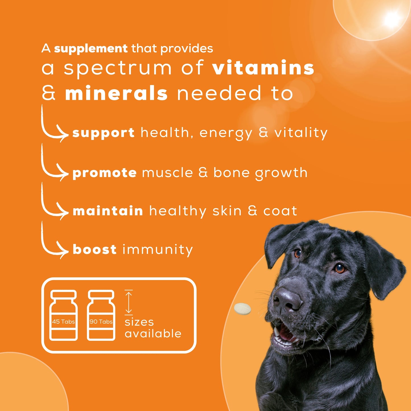 A Labrador sitting with the benefits of Nutri+ Pro multivitamin supplement by Venttura Bioceuticals - boosts immunity, promotes healthy skin and coat, and enhances energy and vitality.