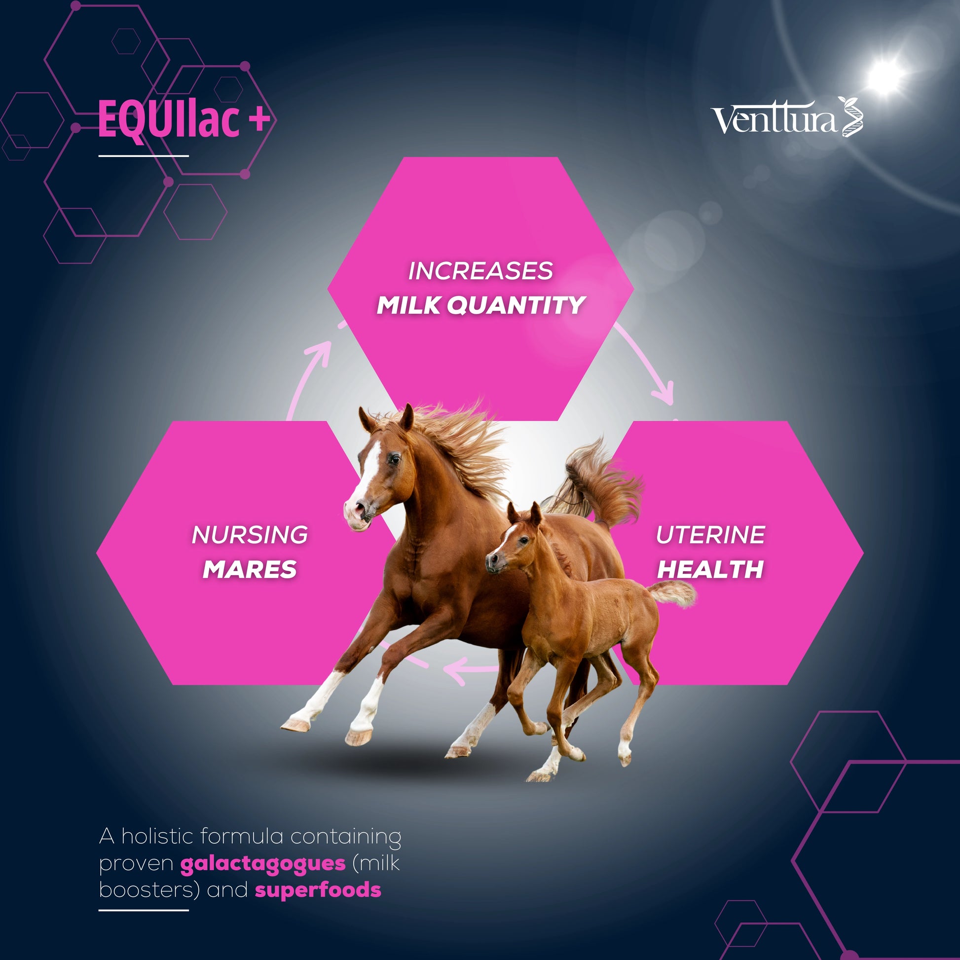 EQUIlac+ is the first and only supplement for horses containing colostrum, superfoods like spirulina and alfalfa, proven galactagogues for healthy lactation, silymarin for added benefits, and nutrients that boost immunity and overall health of mares and foals