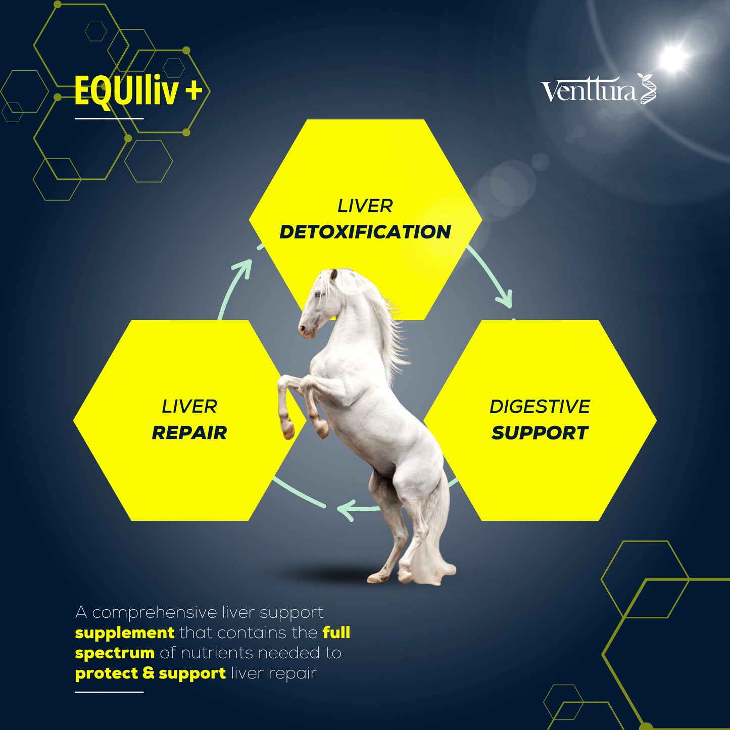 A majestic white horse with an overlay highlighting the benefits of EQUIliv+ supplement, including liver detoxification, repair, digestive support, and antioxidant protection.