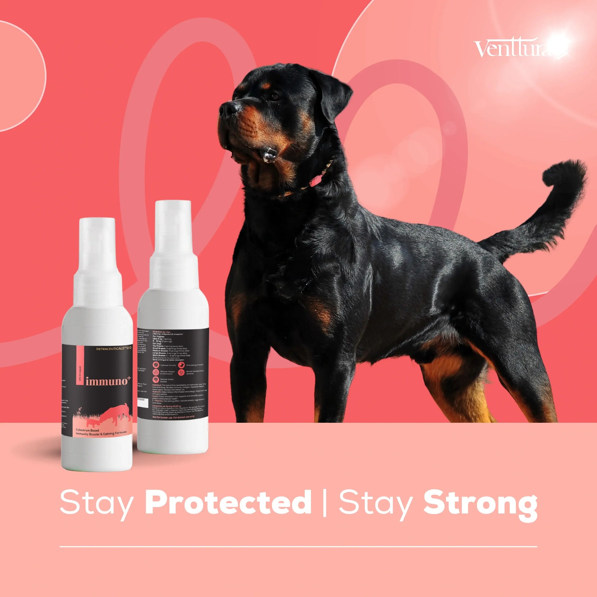 A chow chow dog is standing next immuno+ supplement bottle stay protected stay strong venttura bioceuticals
