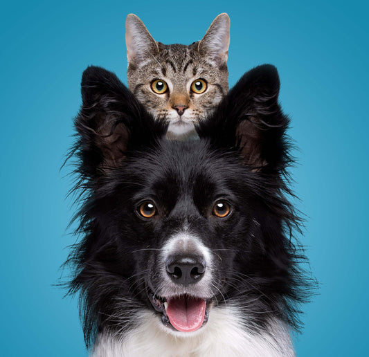 A cat perched atop a dog, showcasing the contrasting companionship between these two distinct animals.